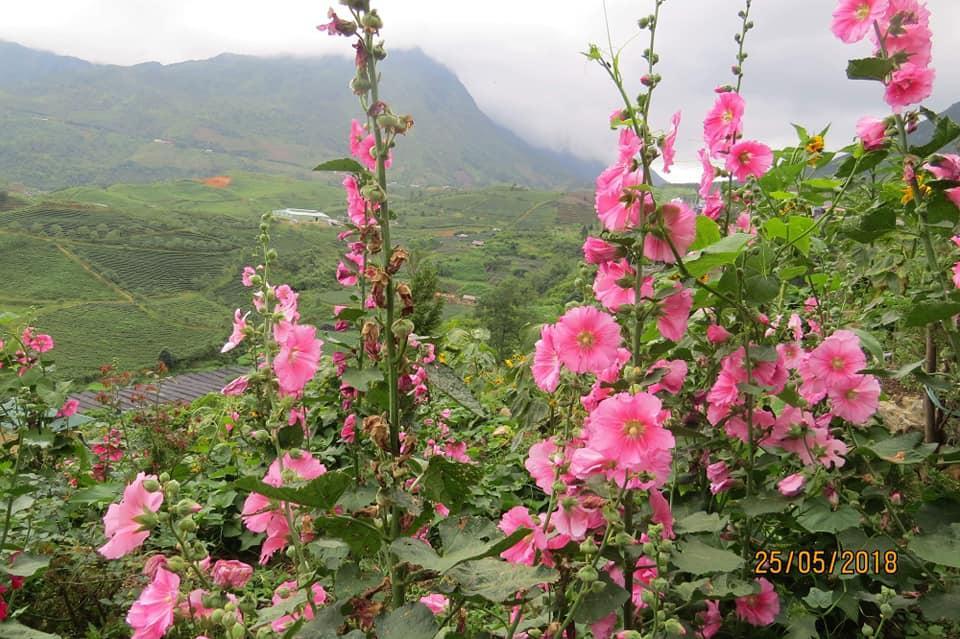 Sapa Dao Homestay Dış mekan fotoğraf