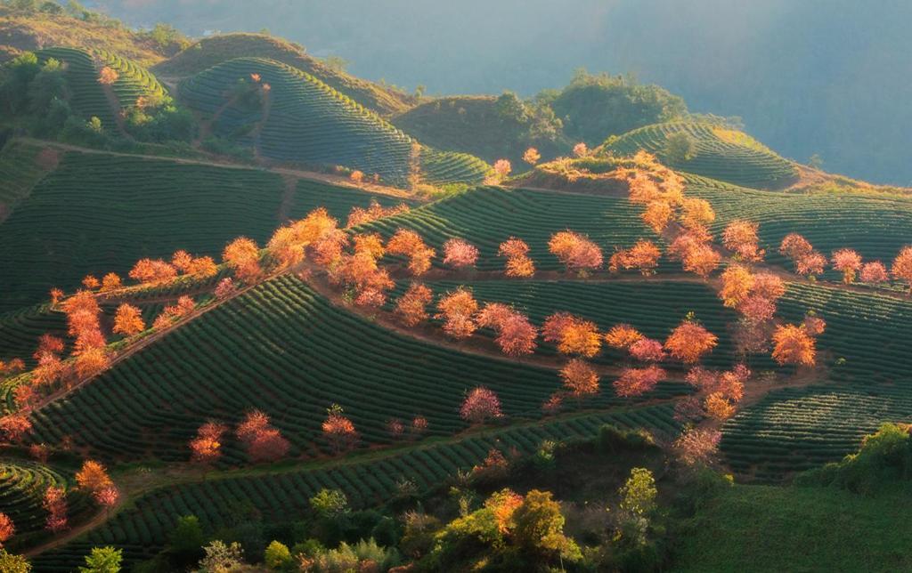 Sapa Dao Homestay Dış mekan fotoğraf